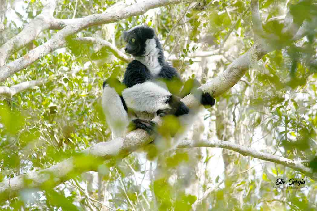 This Island’s Wildlife Is So Unique Scientists Can’t Explain It image 91 Velvet Voyage