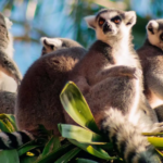 This Island’s Wildlife Is So Unique Scientists Can’t Explain It